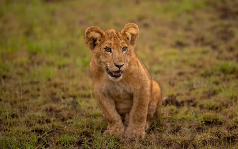 Lion cub sitting in short grass in Queen Elizabeth National Park