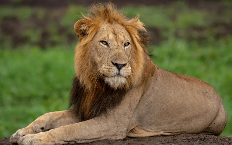 Male lion lying in green grass in Queen Elizabeth National Park