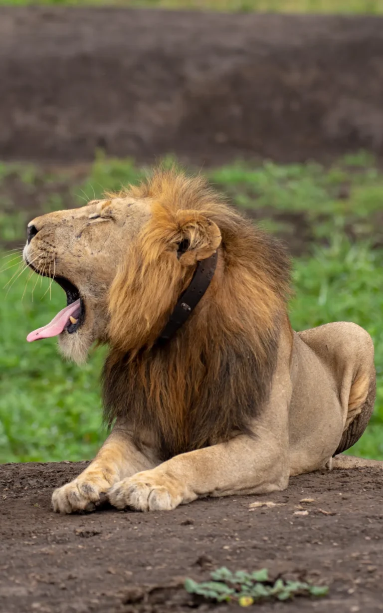 Male lion yawning in Queen Elizabeth National Park