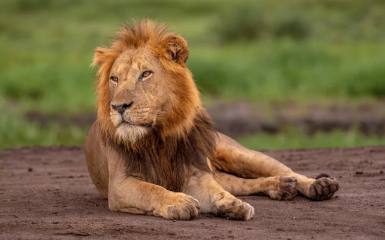 Male lion resting on a dirt track in Queen Elizabeth National Park