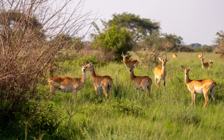 Uganda kob grazing in Queen Elizabeth National Park
