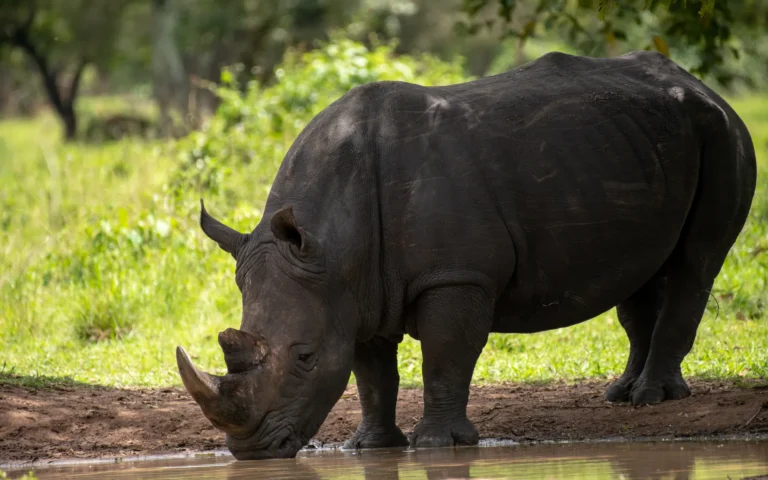 White rhino at a mud wallow in Ziwa Rhino Sanctuary
