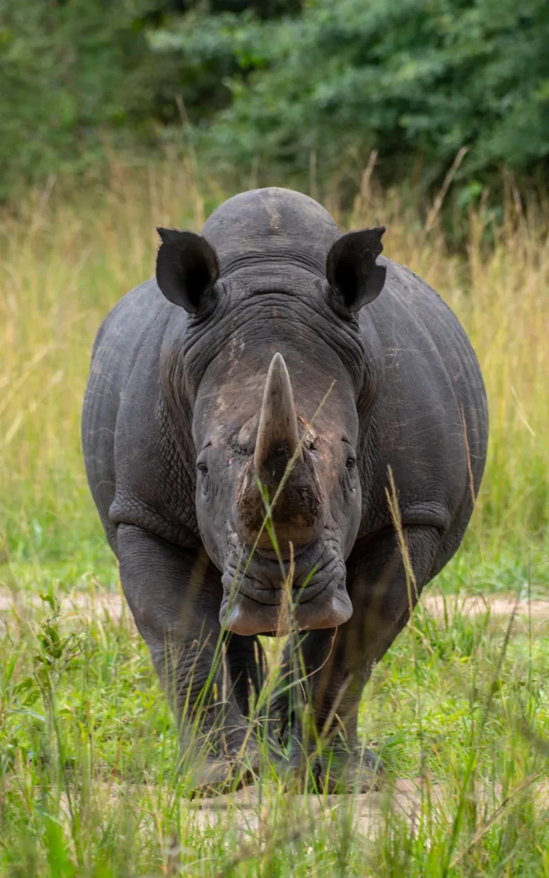 White rhino seen from behind in Ziwa Rhino Sanctuary