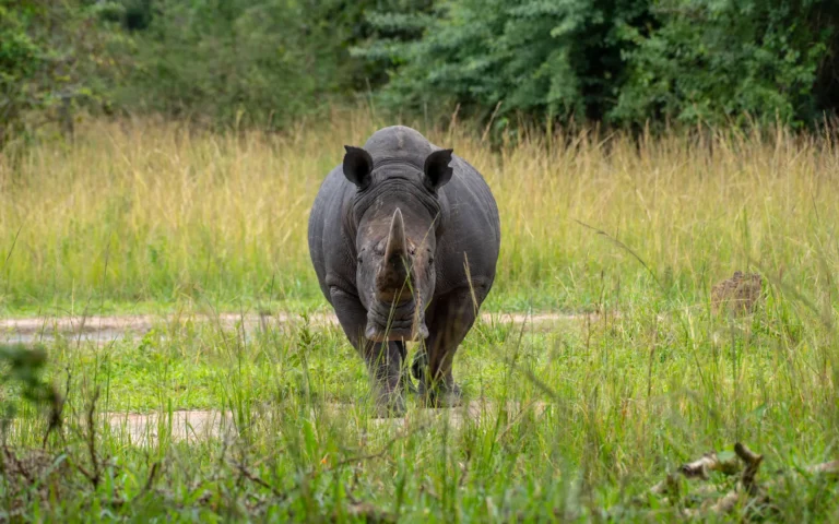 White rhino standing in long grass in Ziwa Rhino Sanctuary