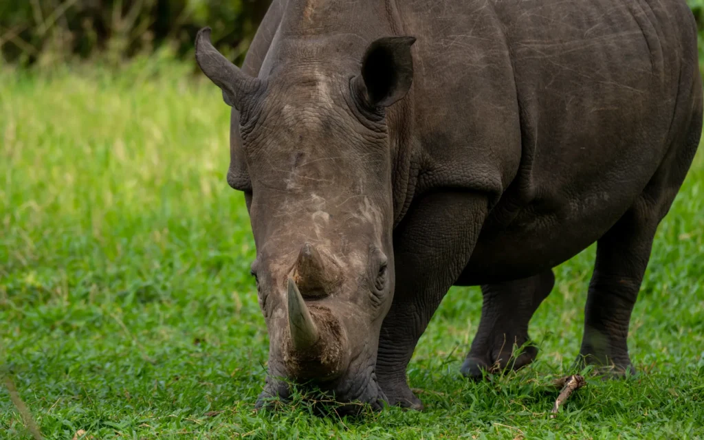 Close view of a white rhino in Ziwa Rhino Sanctuary