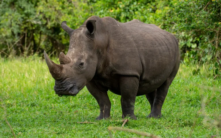 White rhino grazing in Ziwa Rhino Sanctuary