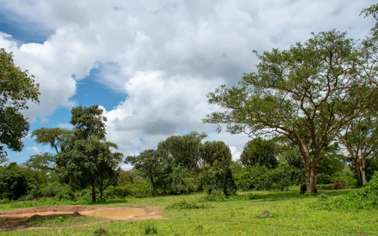 Woodland and sky at Ziwa Rhino Sanctuary